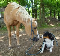 Jose und Swiddy
