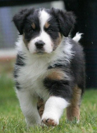 TS Claire like a Spring Flower