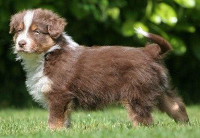 TS Cody Bonfire Heart