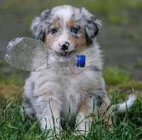 TS Flash Spark of the Spring