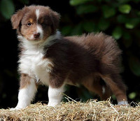 TS Start in the Spring with Choco