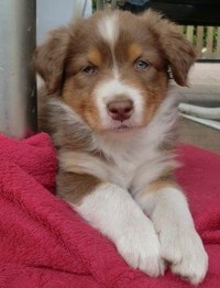 TS Mousse au chocolade