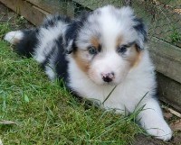 TS Olli`s beating Heart