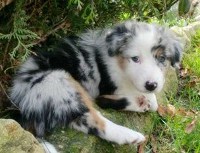 TS Qi from my Melody