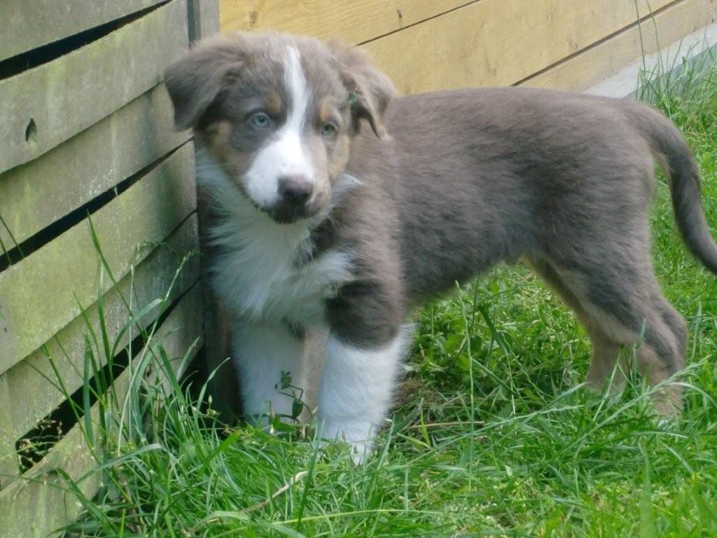 TS Bodo The Only One