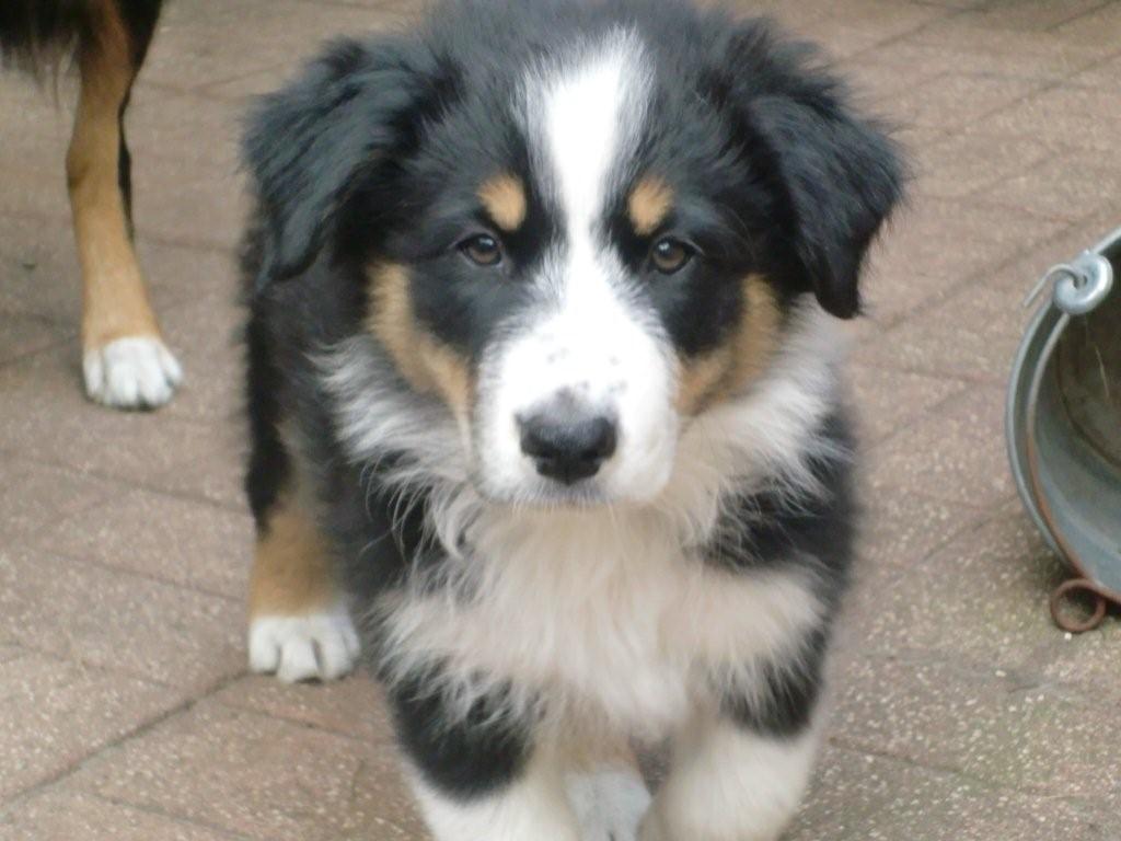 TS Joker True at First Light