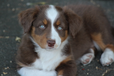 TS Amy Fireball from Heaven