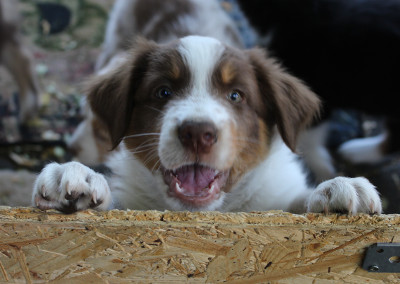 TS Poweful Energy of Bruce