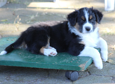 TS Chester warms your Heart