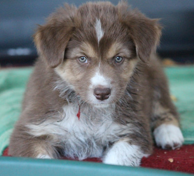 TS Woody the Heart Breaker