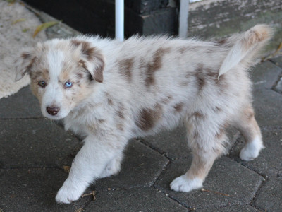 TS Special Moment of Youma