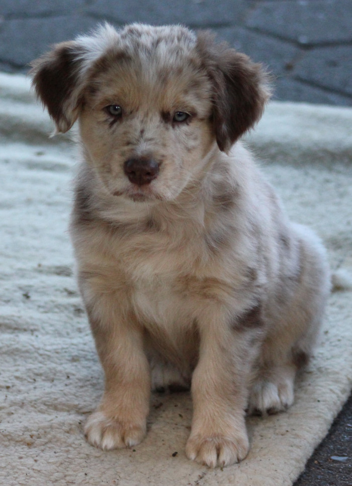 TS Monty Heart of an Angel