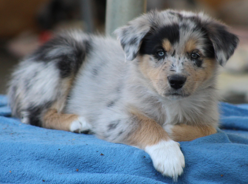 TS Smoky Peace of Mind