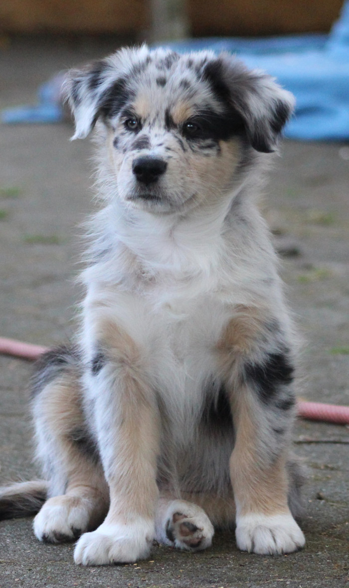 TS Bowie sent with the Light