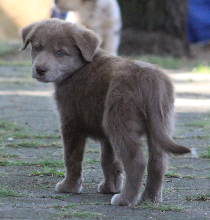 TS Samba my Guardian Angel